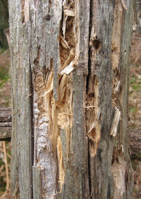 Great spotted woodpeckers took this decaying fence post apart in search of… breakfast.