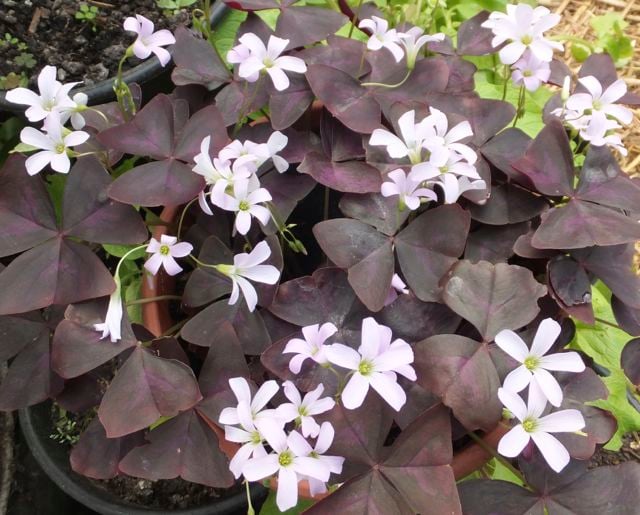 Every greenhouse gets an Oxalis sooner or later - by Bob Flowerdew