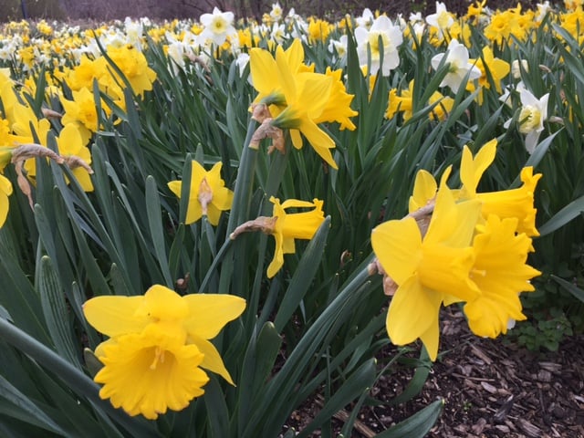 May 2017 - Botts daffodils