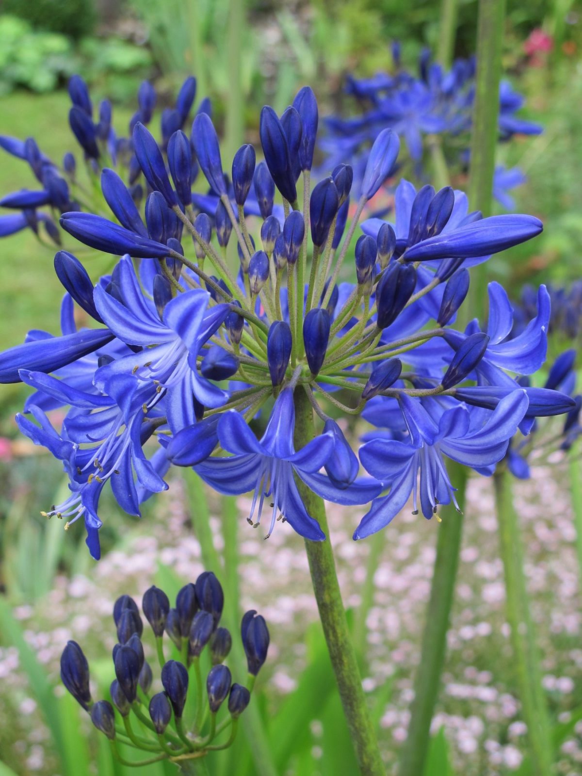 How to Grow Agapanthus by Val Bourne