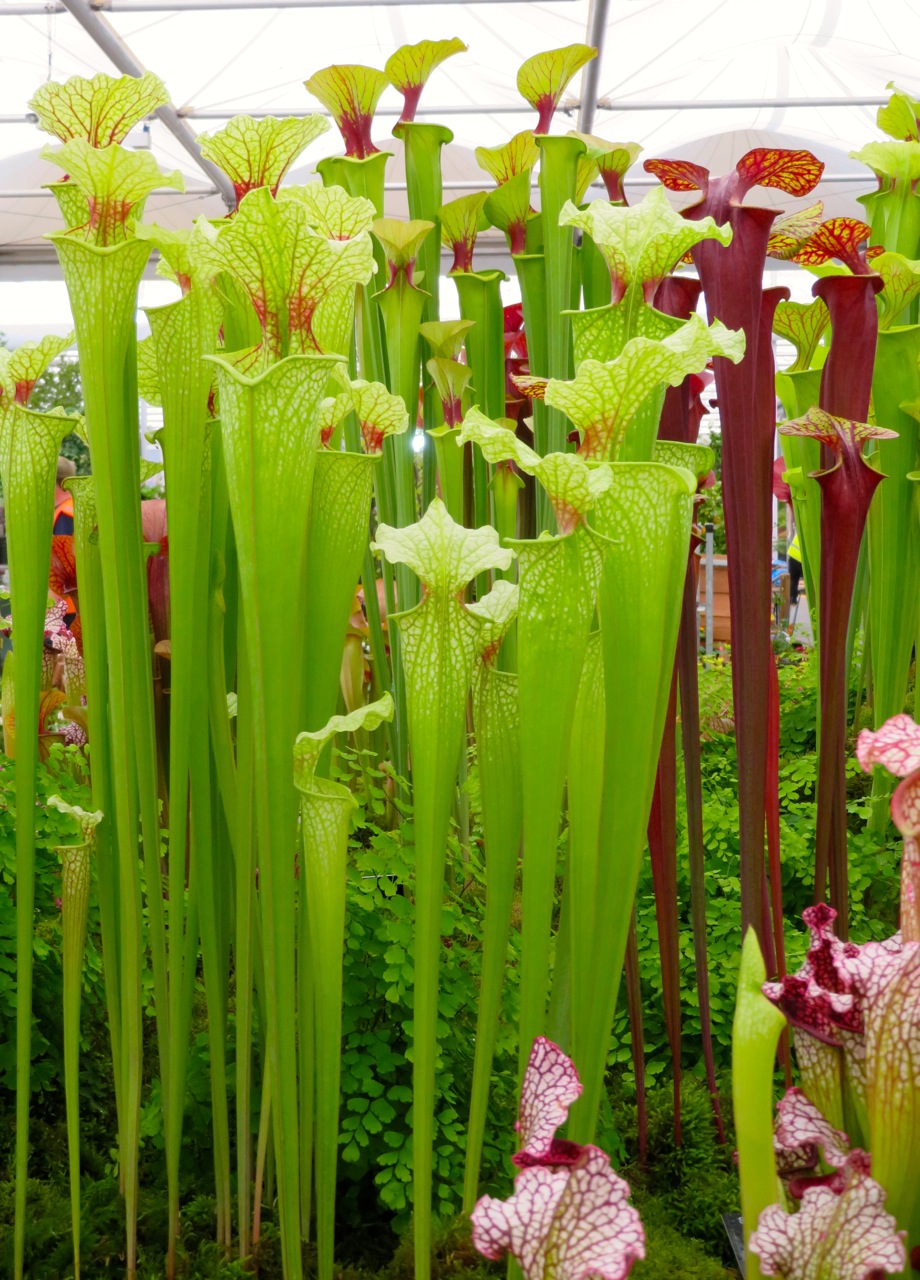 Hampshire carnivorous plants at Chelsea 2017 - July 2017