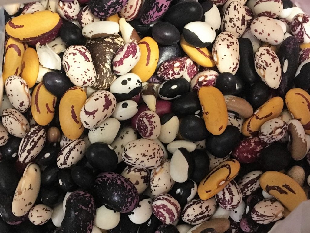 #97 Beautiful beans in an array of jewel colors