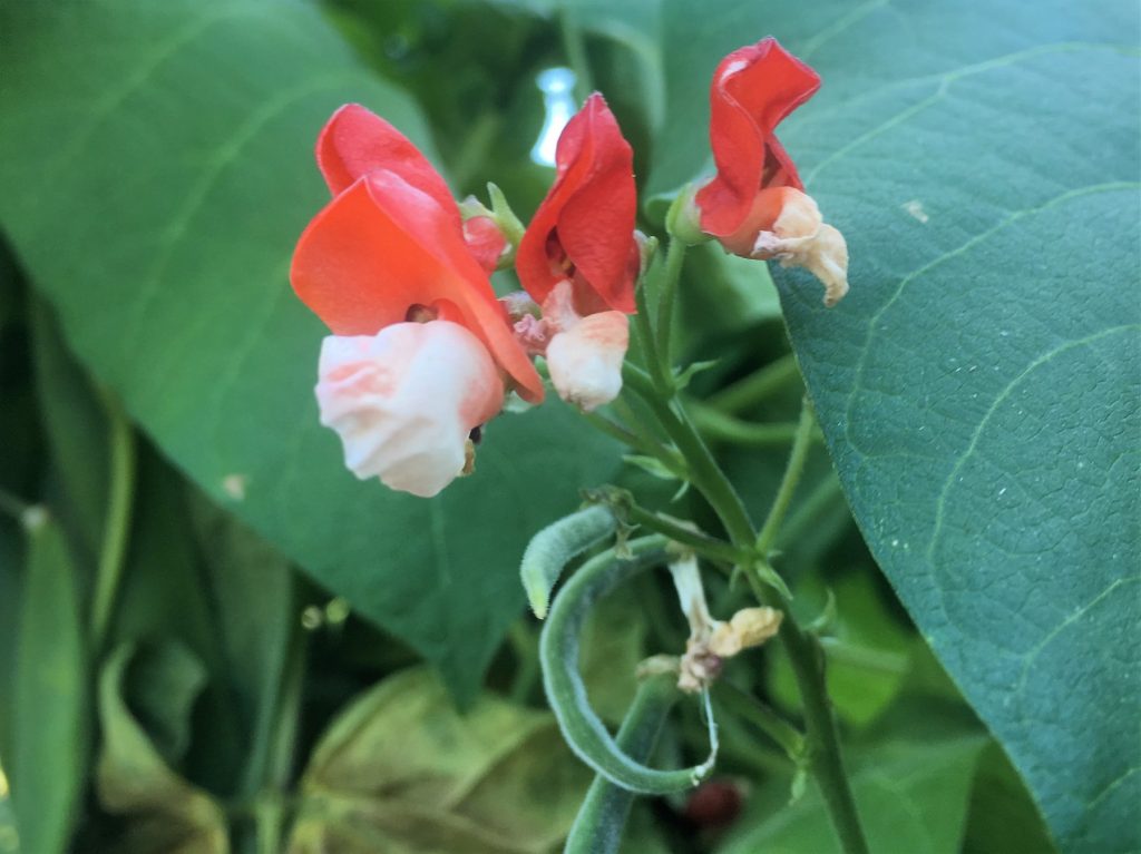 #97 Red and white flowers of Painted Lady runner beans