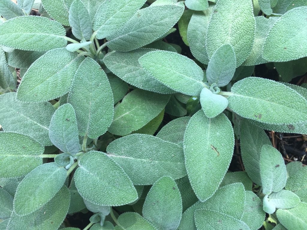 Salvia officinalis, or common sage, has either narrow pointed leaves, or rounded broad leaves that make a really good ground covering shrub. There's a purple and silver variegated sort, too. 