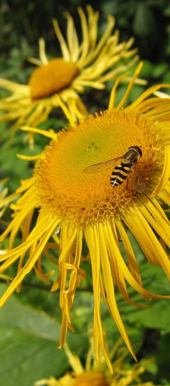 bee-on-sun-flower
