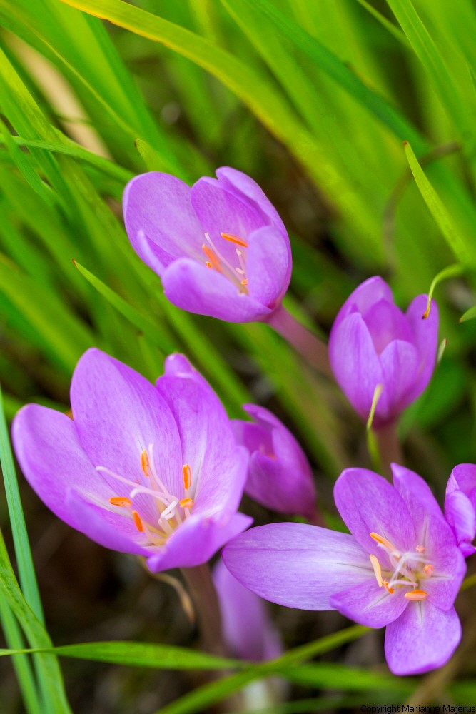 How to Grow Autumn Crocuses or Colchicums by Val Bourne