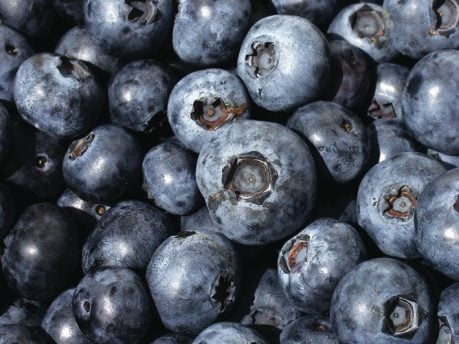 Can I grow blueberries in my garden? - by Jean Vernon