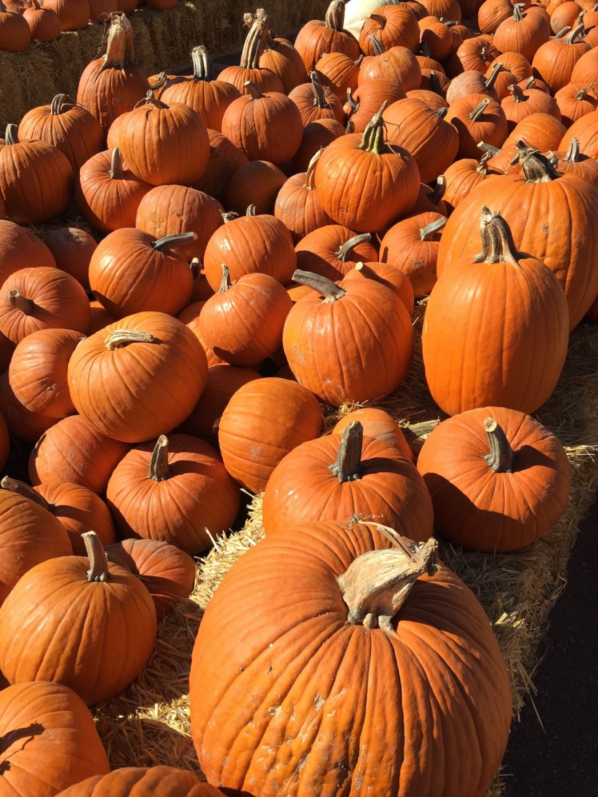 Autumn Harvest's Bounty - by Ethne Clarke