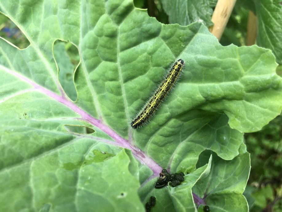 Are There Any Perennial Vegetables