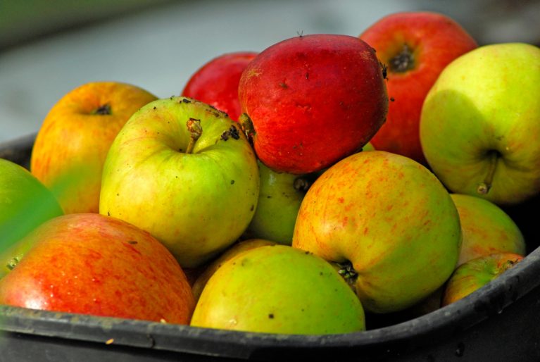 Can I Grow Apples from Seeds? Jean Vernon Hartley Botanic