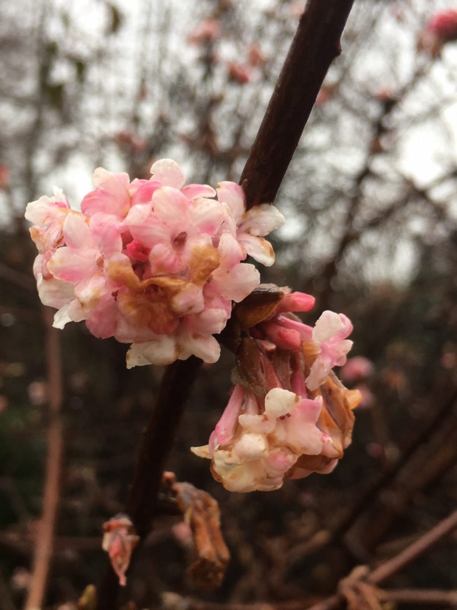 Winter Scents - By Jean Vernon