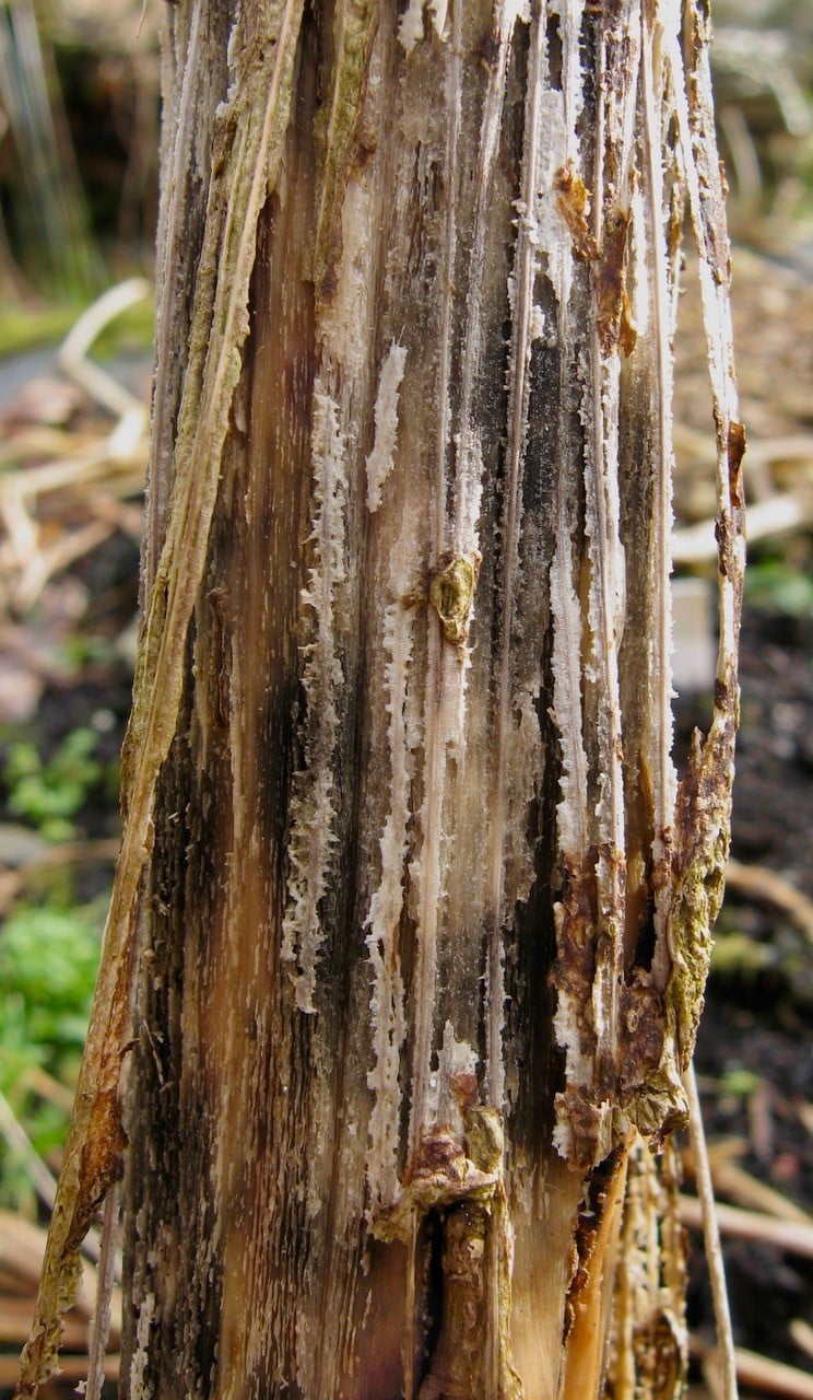 A brown tree with decaying fibres