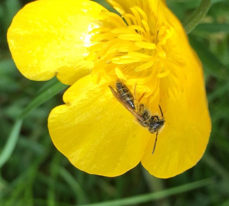 Why are weeds good for bees? - by Jean Vernon