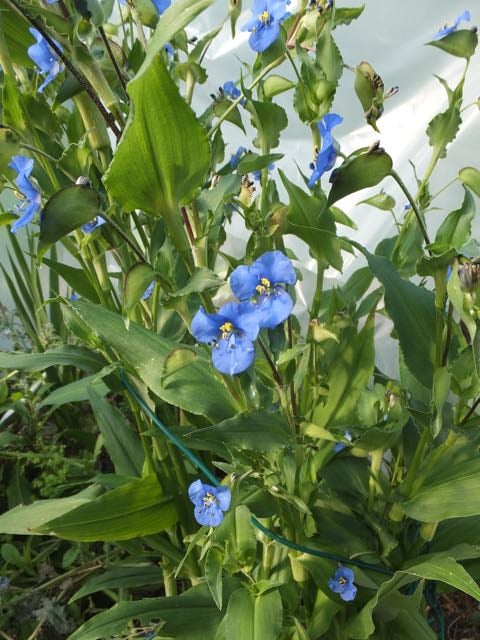 Seedlings. VARIEGATED Commelina Blue Flower-FORMATO Variety Spiderwort Gorgeous 