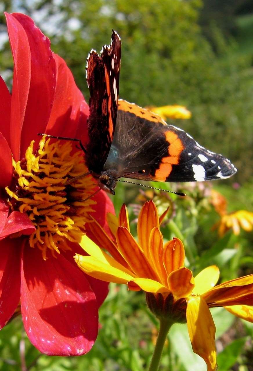 Close up of a butterfly on a flower in a garden.