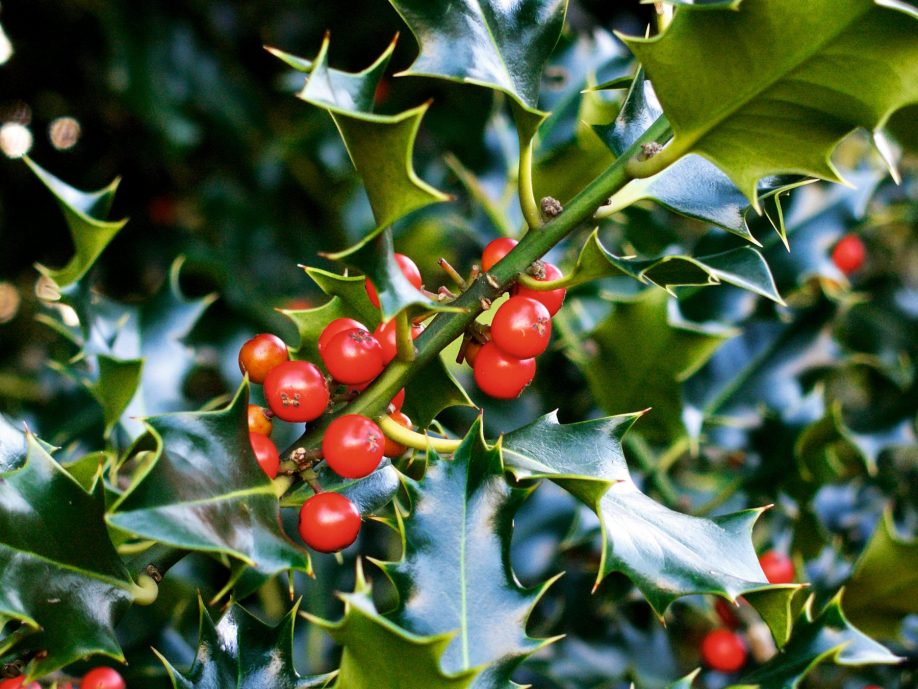 What’s so festive about holly and ivy? - by Jean Vernon