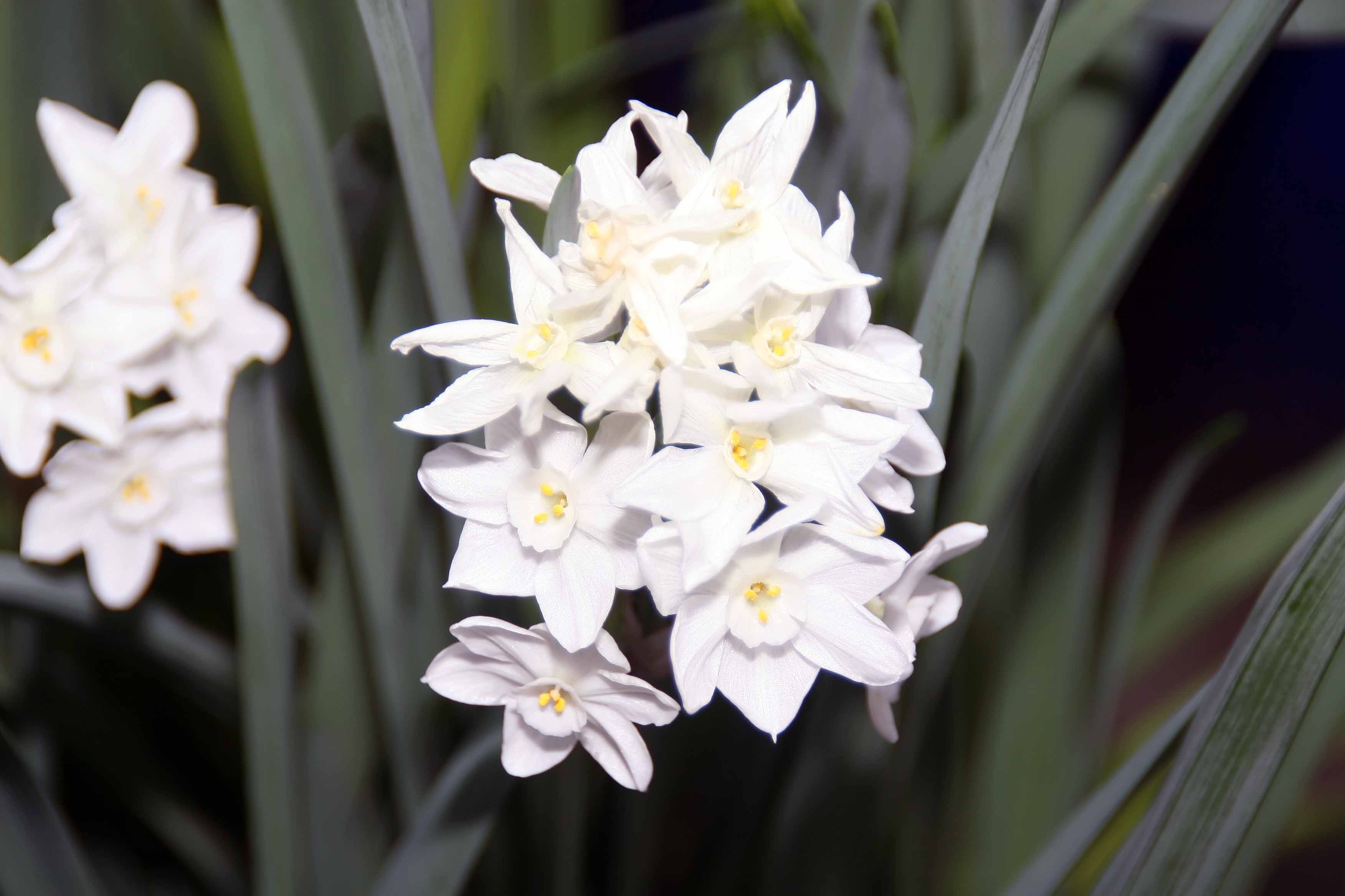 Can gift bulbs rebloom? by Beth Botts