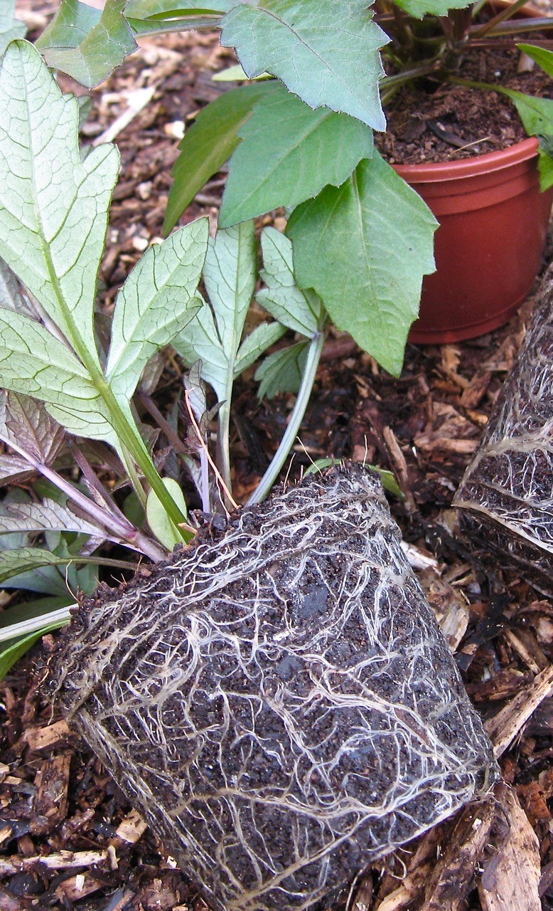 Quality, anything-but-sterile peat-free compost grows strong, healthy plants. 