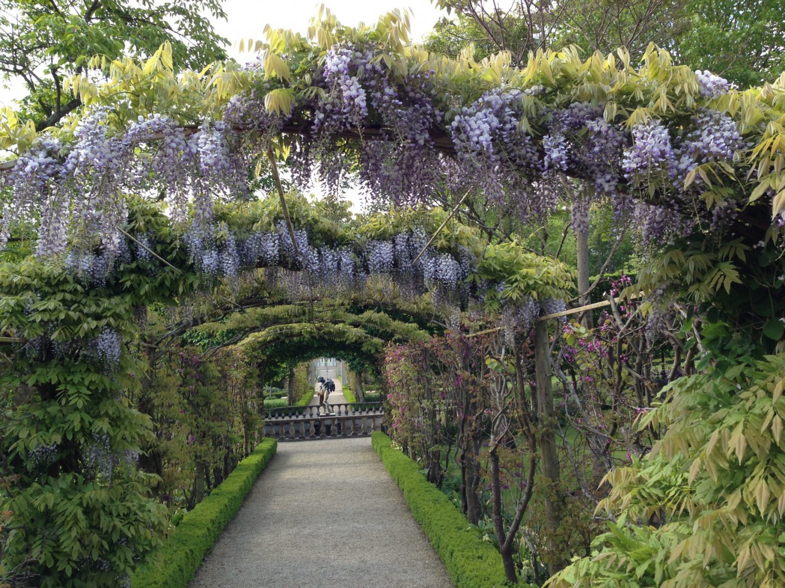 Wisteria - by Val Bourne