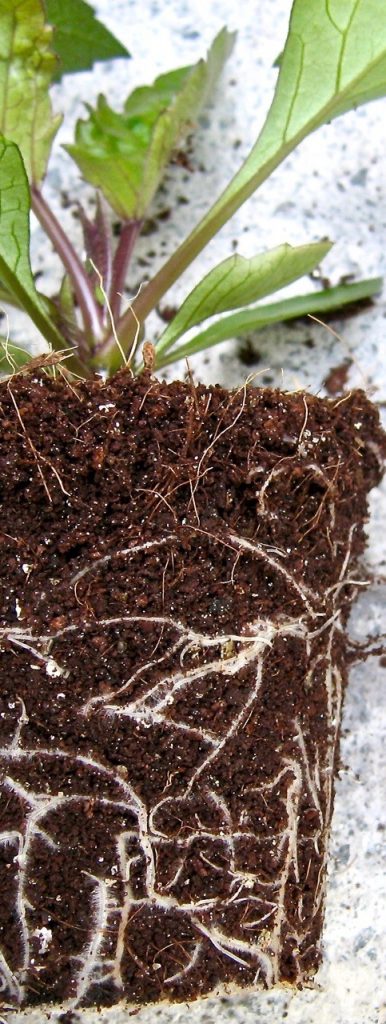 Dahlia in Fertile Fibre’s organically-certified Multipurpose compost. 