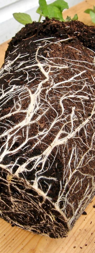 Roots to impress on tomatoes potted in SylvaGrow Multipurpose. 