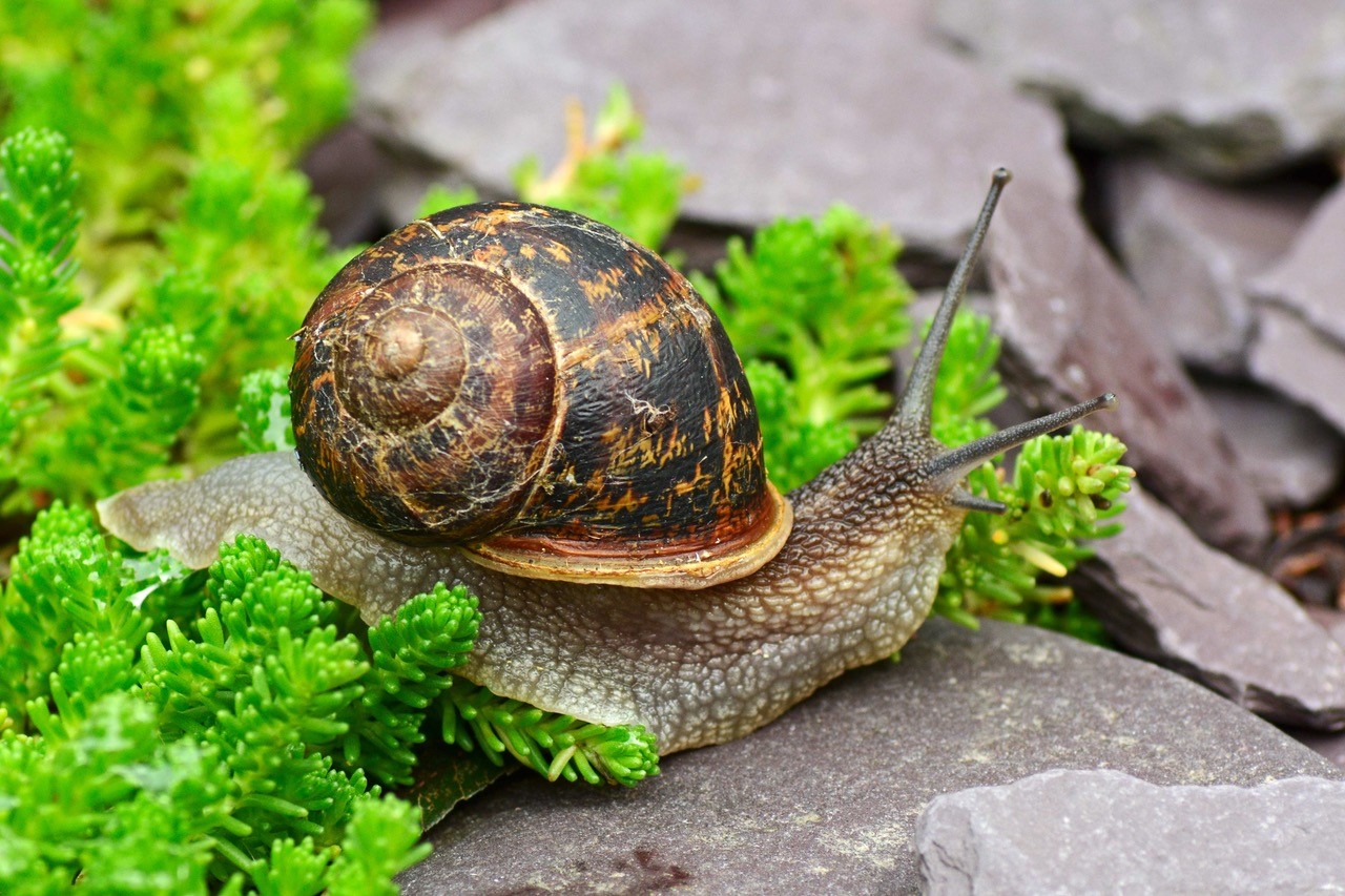 benefits-of-garden-snails-jean-vernon-hartley-botanic