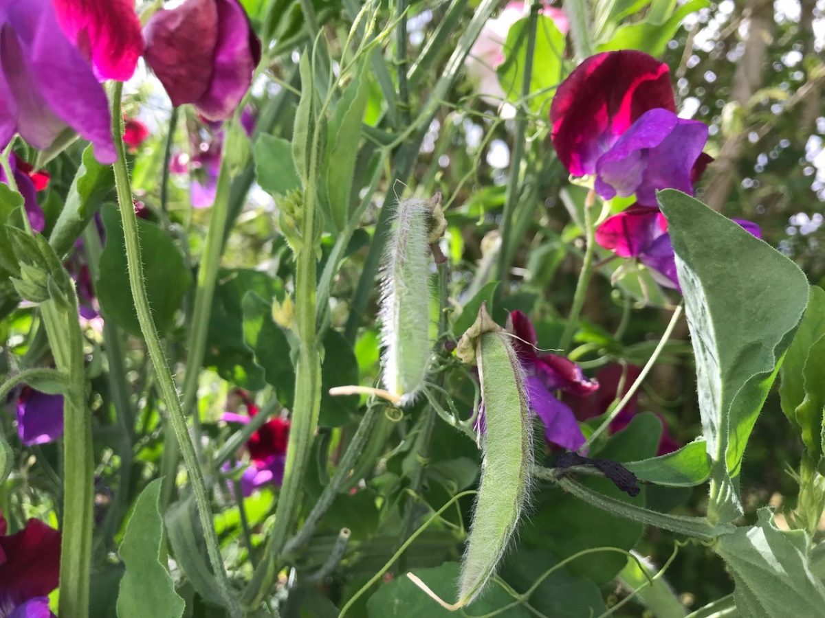 Why is deadheading important? by Jean Vernon