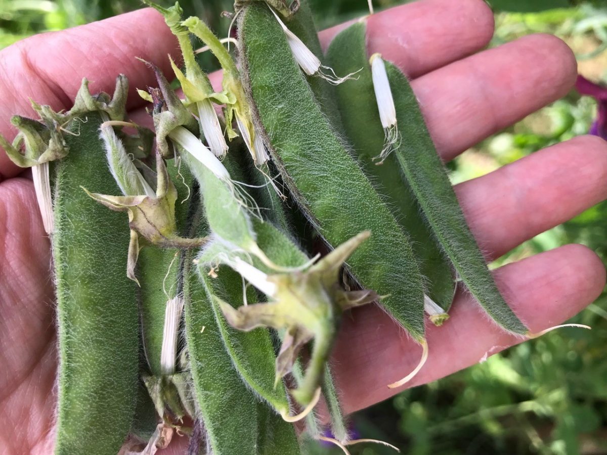 Why is deadheading important? by Jean Vernon