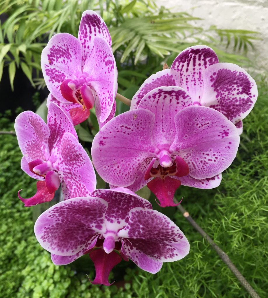 Dreams of orchids - by Beth Botts