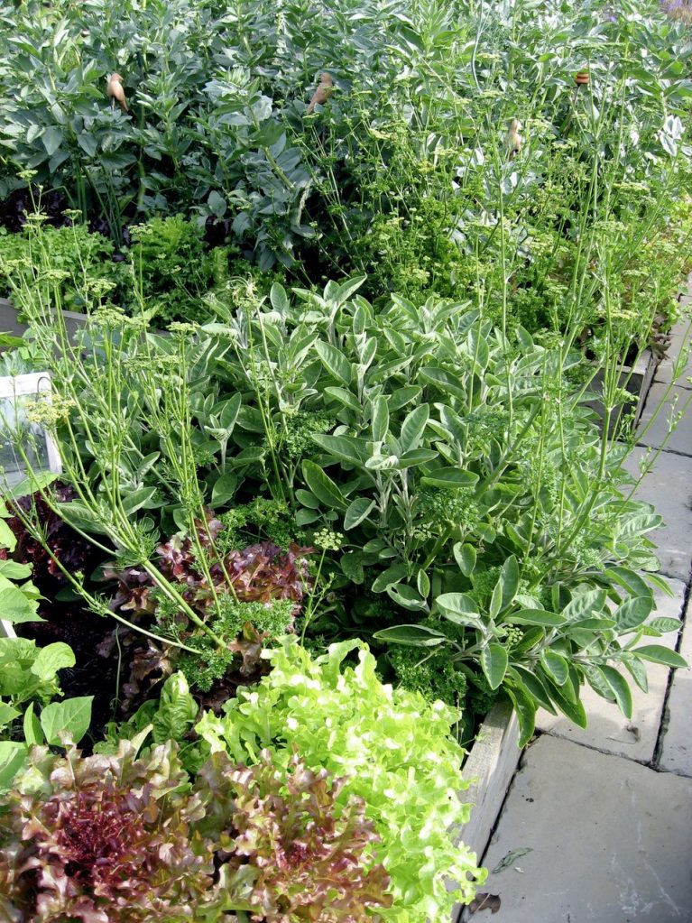 Herbs are Good for the Body and Soul - by Val Bourne