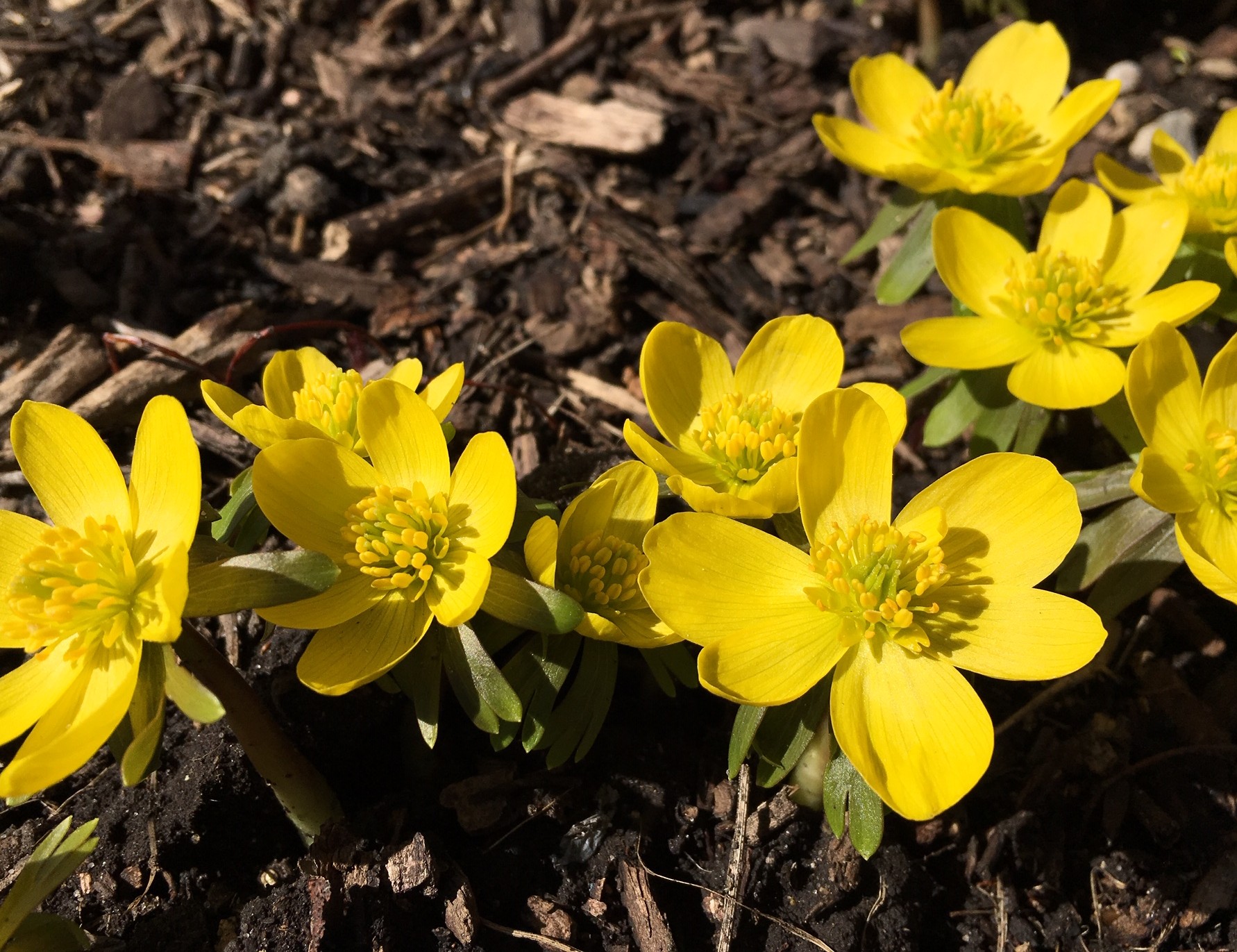 First to bloom - by Beth Botts