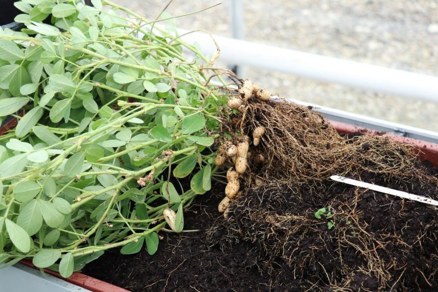 Can I Grow my own Peanuts? by Jean Vernon Hartley Botanic