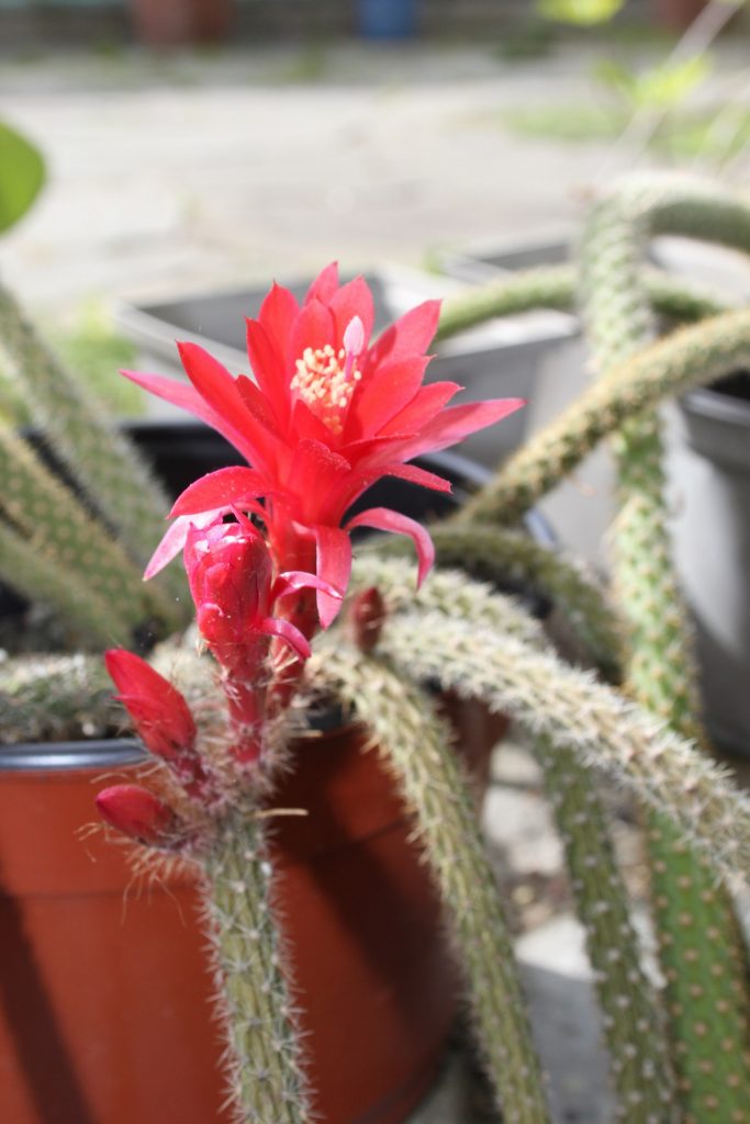 Greenhouse Cacti and Succulents - by Roger Marshall