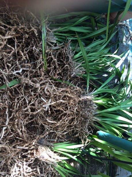 Repotting Cymbidium Orchids by Roger Marshall - Hartley Botanic