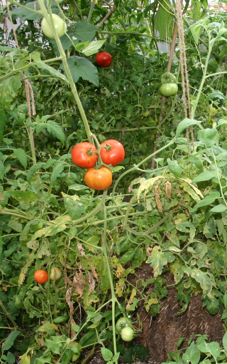 Growing Tomatoes What You Should Know by Roger Marshall
