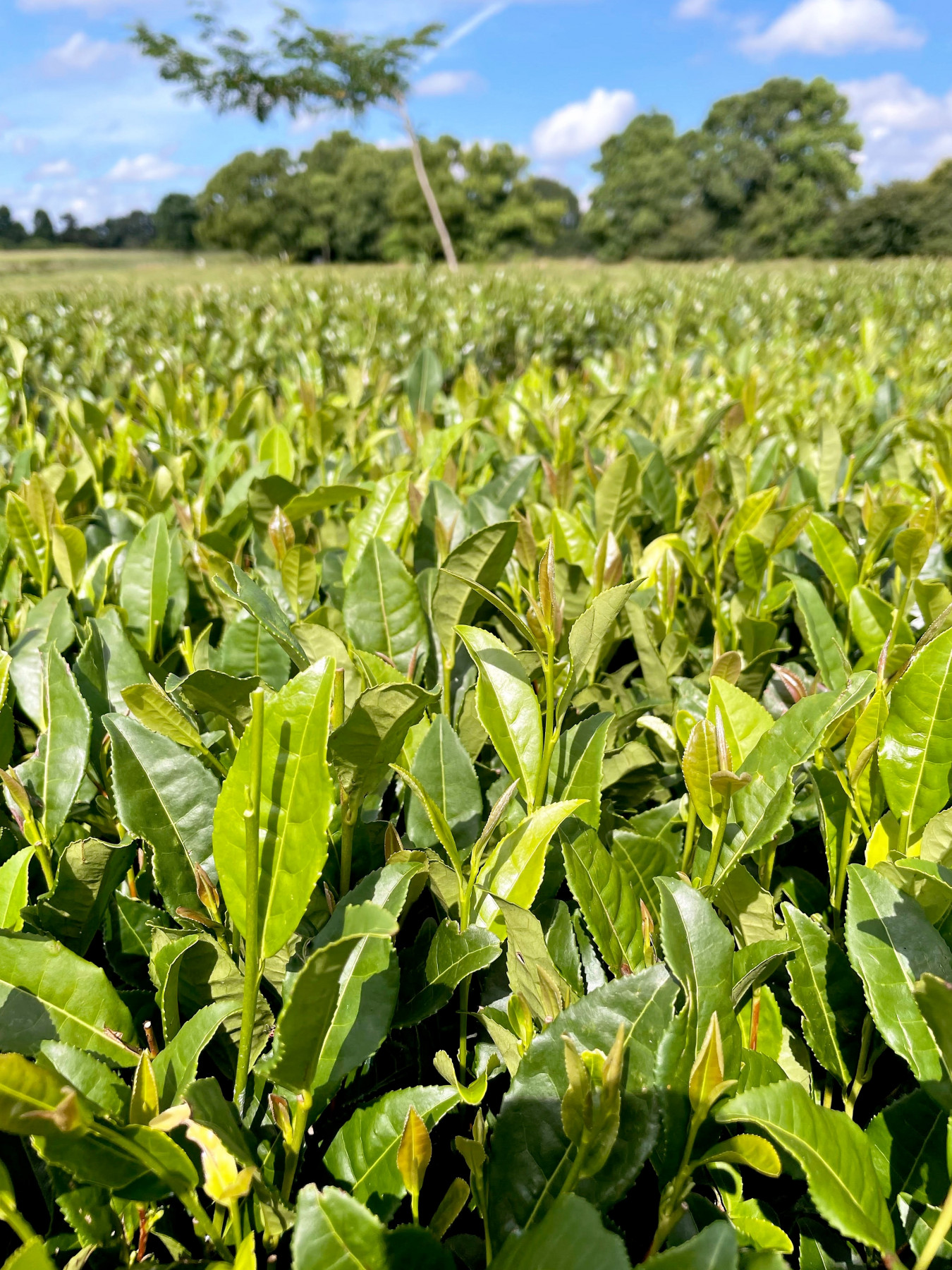 Tea for You in the Greenhouse by MaryKate Mackey