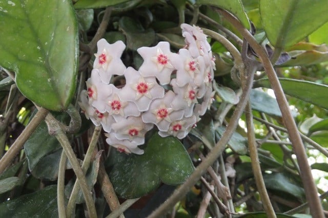 Hoya carnosa, Wax Plant - by Bob Flowerdew