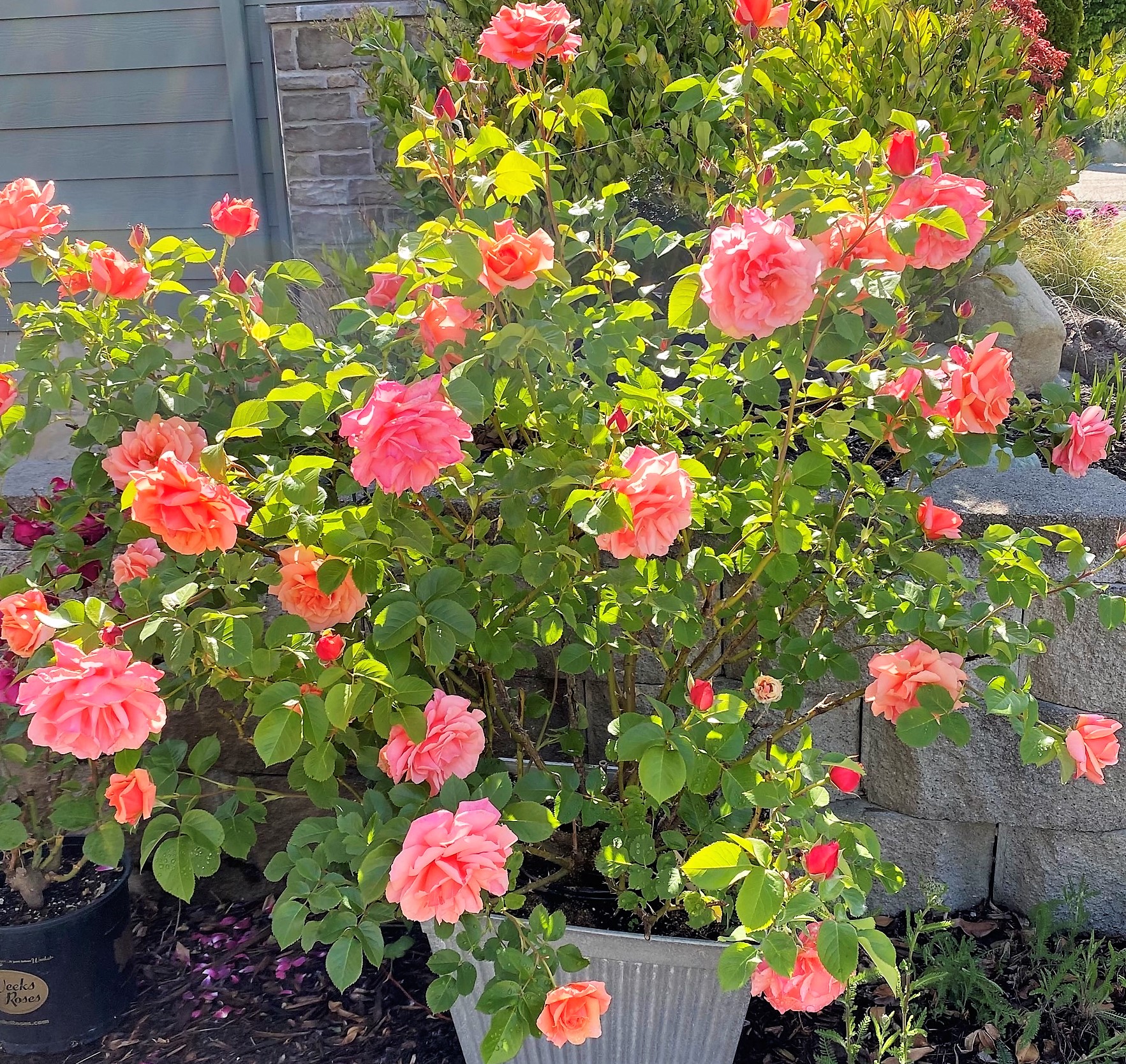 Grow Fabulous Roses in Containers Anne Reeves Shares her Secrets by Mary Kate Mackey