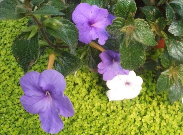 Achimenes, Hotwater plants by Bob Flowerdew