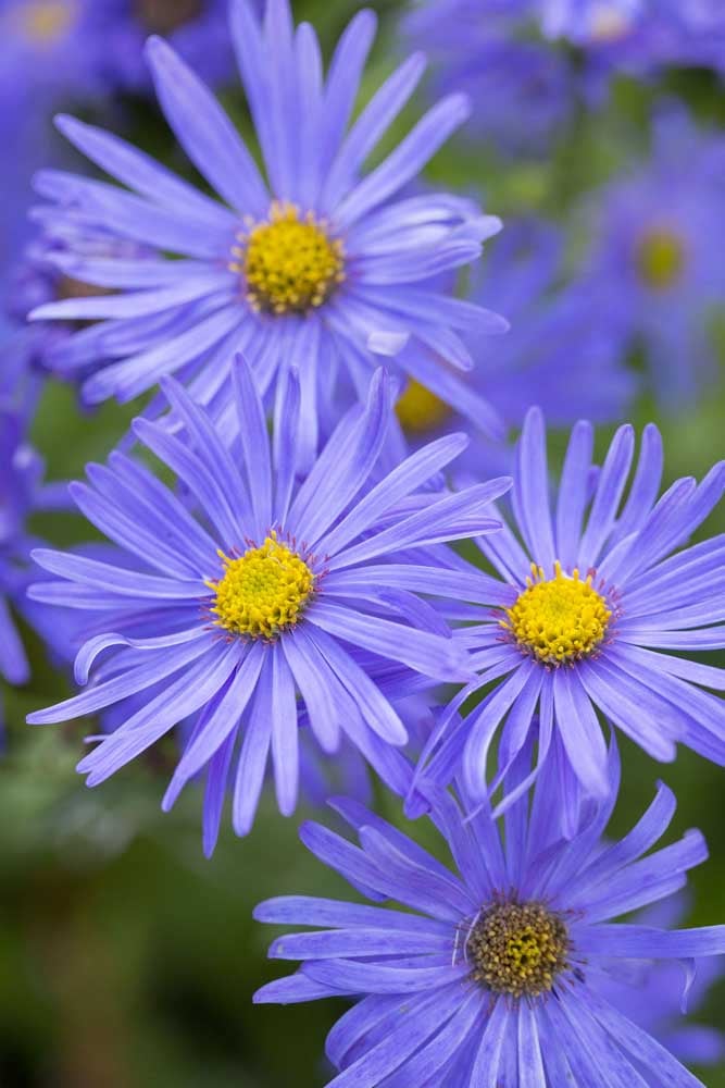 Long Running Flowers - by Val Bourne