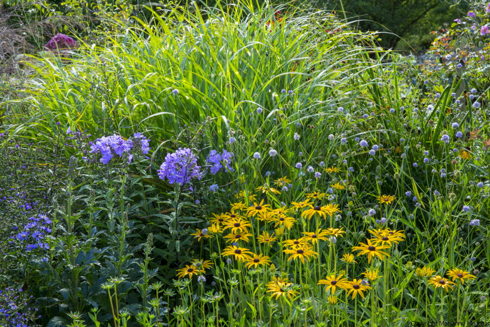 Long Running Flowers - by Val Bourne