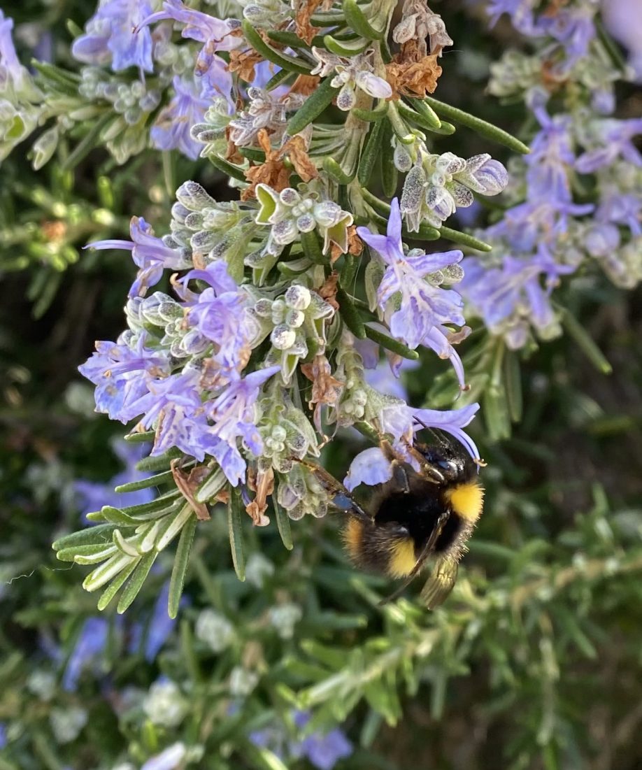 Rosemary for Remembrance by Jean Vernon