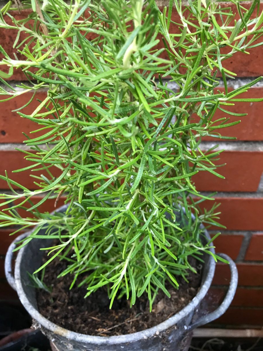 Rosemary for Remembrance by Jean Vernon