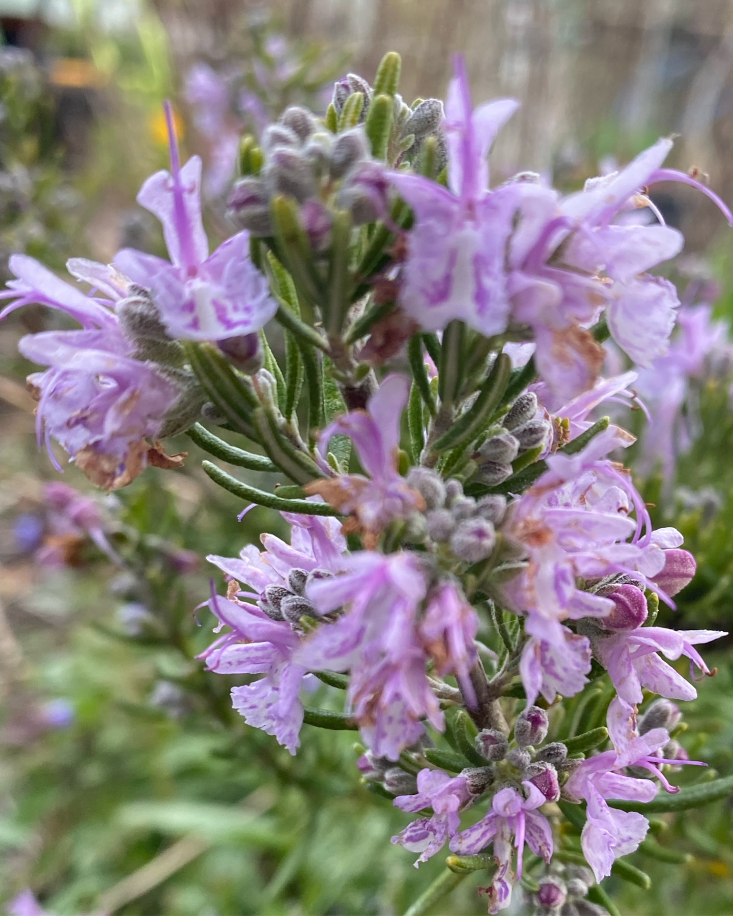 Rosemary for Remembrance by Jean Vernon