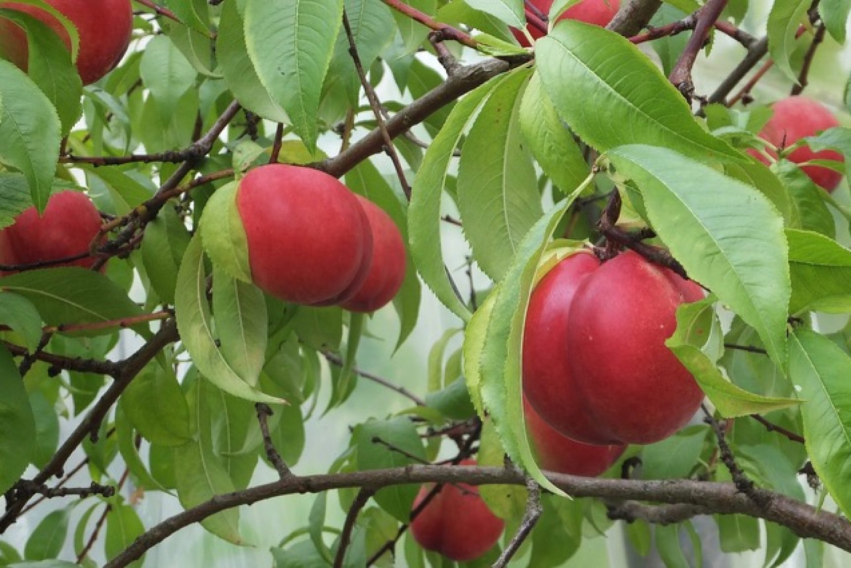 Get going in your greenhouse right now by Bob Flowerdew