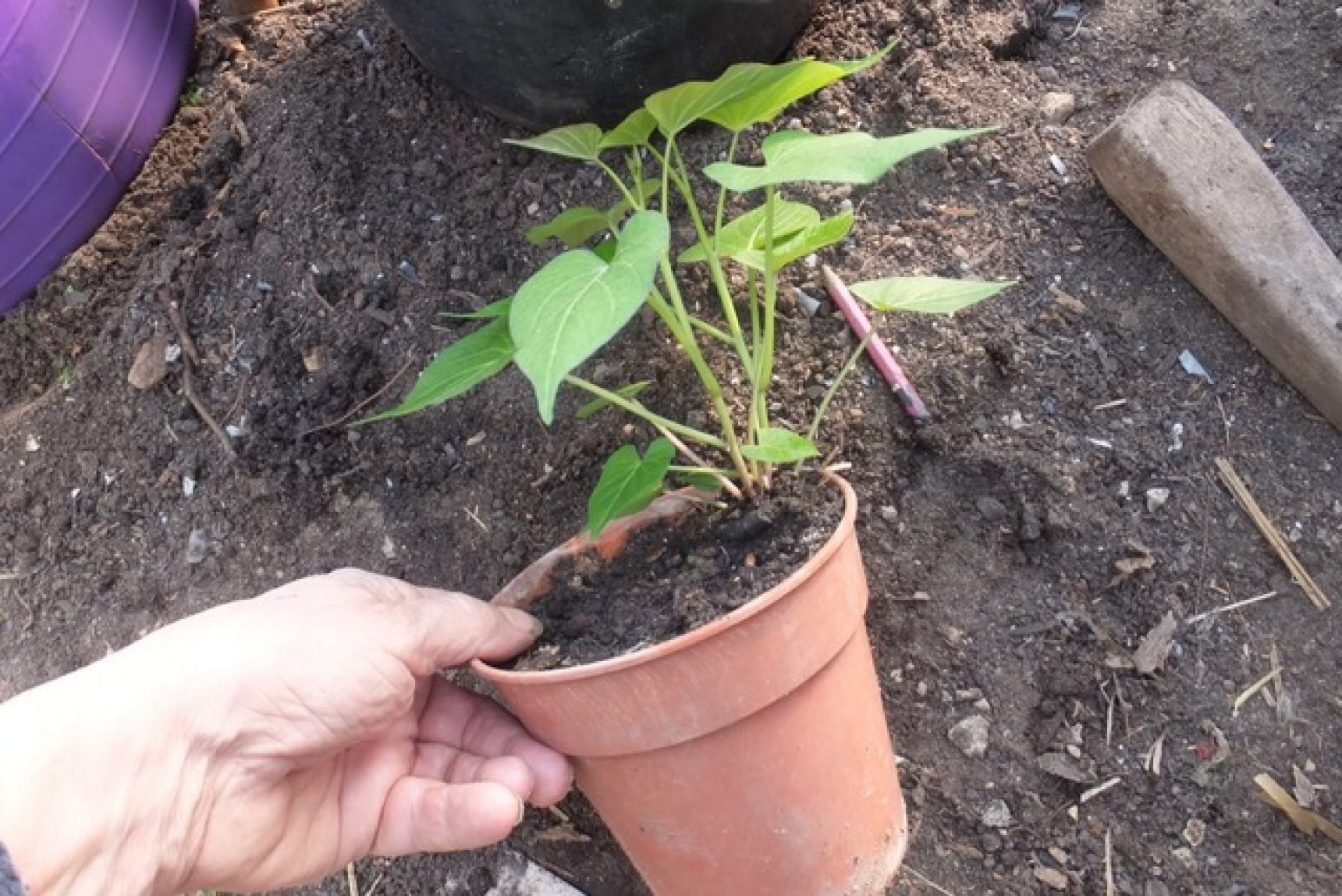 Get Going In Your Greenhouse Right Now By Bob Flowerdew   Start Sweet Potatoes Now For Fantastic Crops In Autumn 1720x1148 