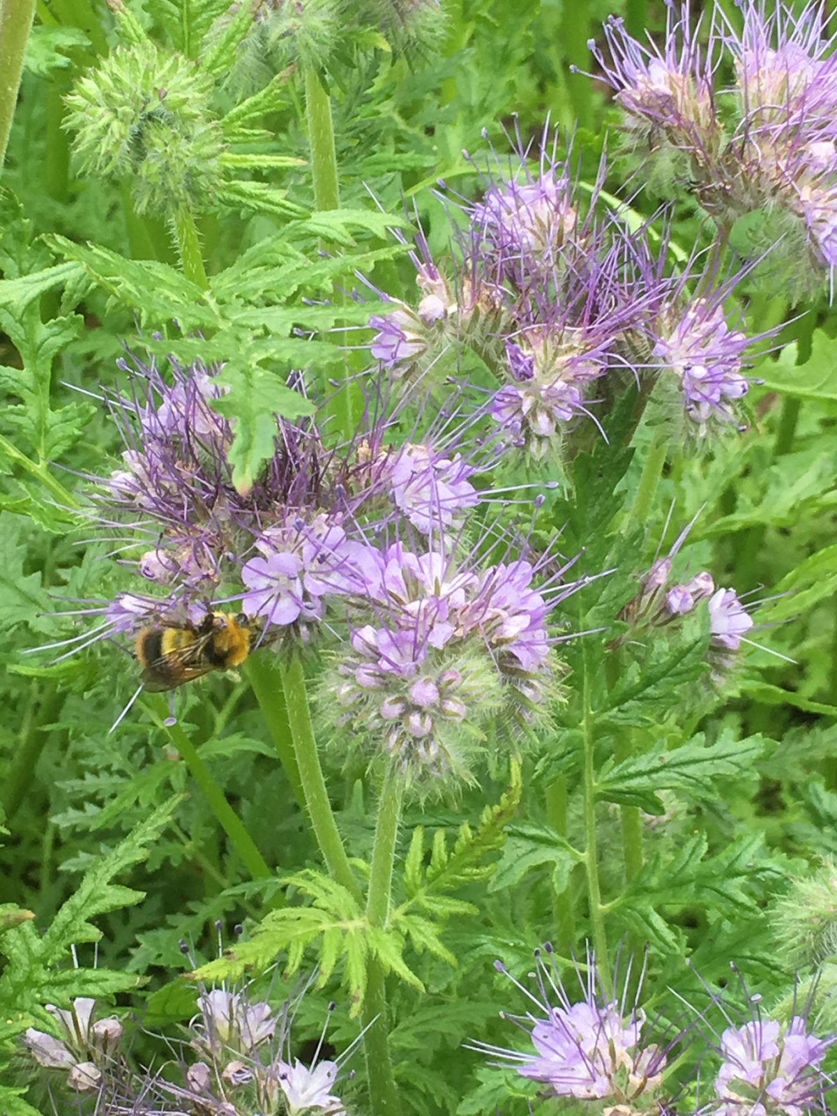 How to use water in the garden efficiently by Jean Vernon