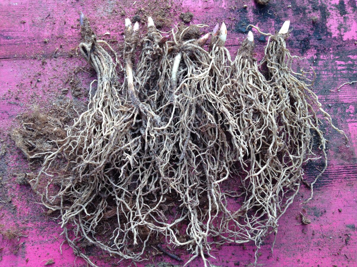 Forcing lily of the valley in the greenhouse by Lia Leendertz